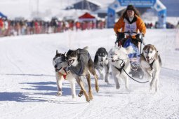 Lenk 2013